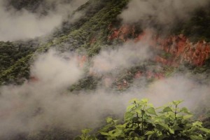 Yungas, communauté et nature